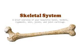 Skeletal System by Health Messenger Channel